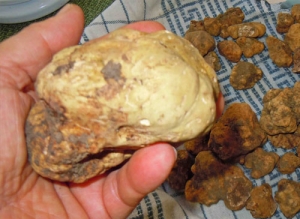 tartufo-bianco