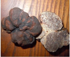 tartufo-nero-liscio